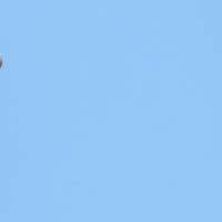 Gavião-carijó (Rupornis magnirostris)
