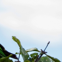 Maracanã-pequena (Diopsittaca nobilis)